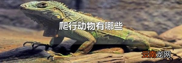 爬行动物有哪些