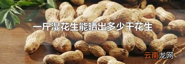 一斤湿花生能晒出多少干花生