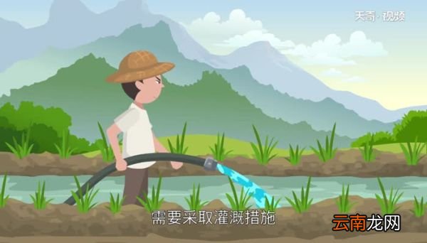 谷雨要下雨吗 谷雨会下雨吗