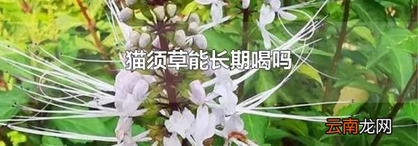 猫须草能长期喝吗
