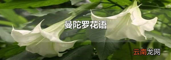 曼陀罗花语