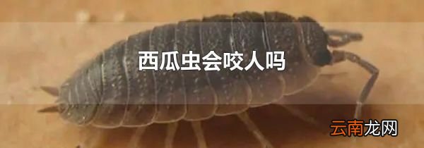 西瓜虫会咬人吗