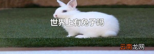 世界上有兔子吗