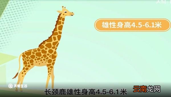 世界上最高的动物 世界上最高的动物是什么