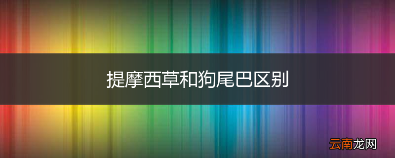 提摩西草和狗尾巴区别