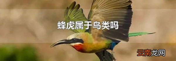 蜂虎属于鸟类吗