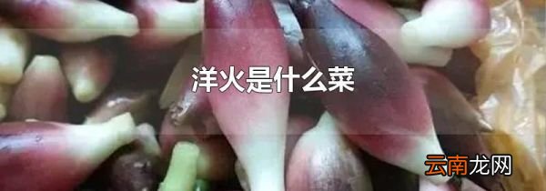 洋火是什么菜