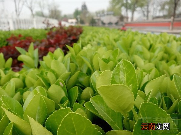国美K1性能、拍照、系统全面评测