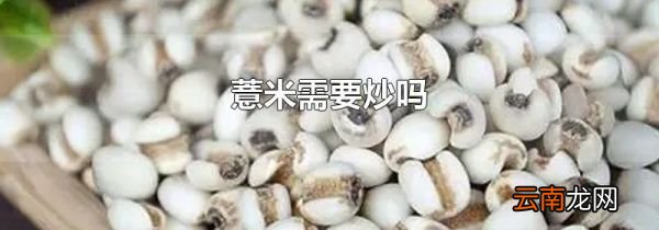 薏米需要炒吗