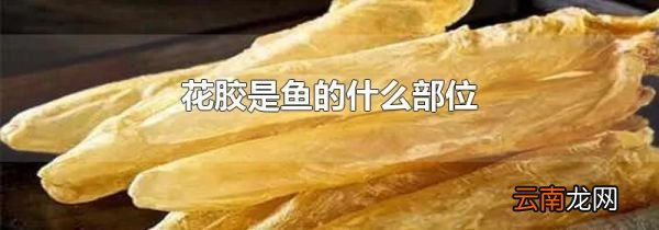 花胶是鱼的什么部位