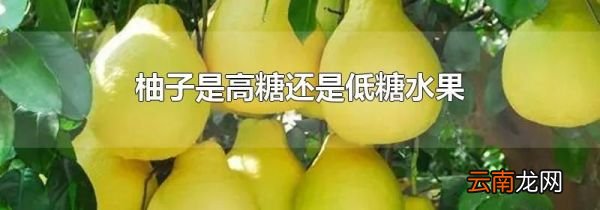 柚子是高糖还是低糖水果