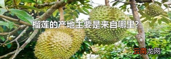 榴莲的产地主要是来自哪里?