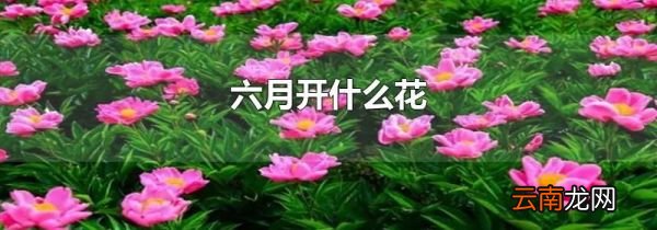 六月开什么花
