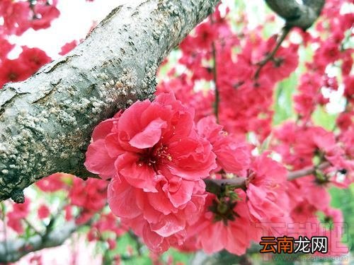 OPPOR9s清新绿多少钱？OPPOR9s清新绿什么时候上市？