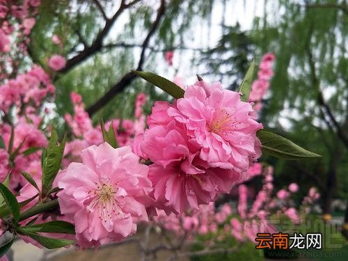 OPPOR9s清新绿多少钱？OPPOR9s清新绿什么时候上市？