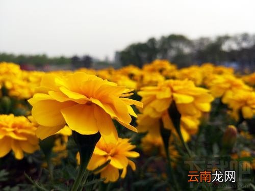 OPPOR9s清新绿多少钱？OPPOR9s清新绿什么时候上市？