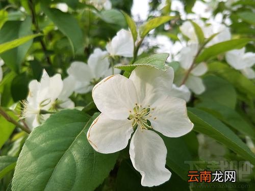 OPPOR9s清新绿多少钱？OPPOR9s清新绿什么时候上市？