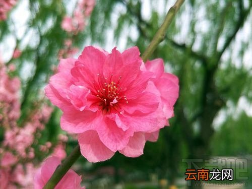OPPOR9s清新绿多少钱？OPPOR9s清新绿什么时候上市？