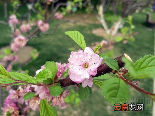 OPPOR9s清新绿多少钱？OPPOR9s清新绿什么时候上市？