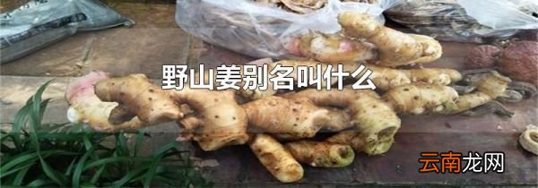 野山姜别名叫什么