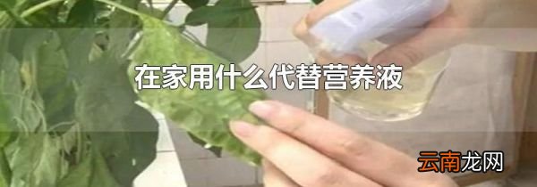 在家用什么代替营养液