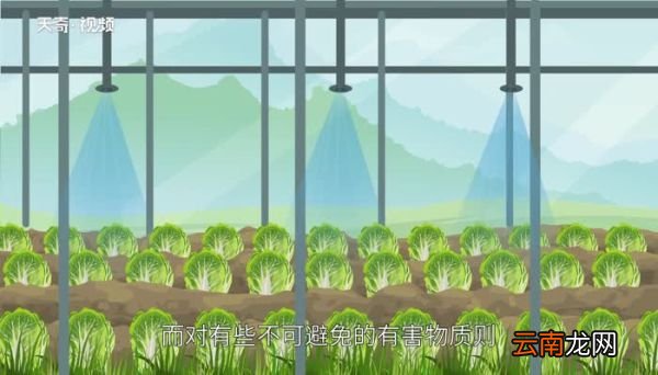 无公害蔬菜和绿色蔬菜的区别 无公害蔬菜和绿色蔬菜有什么区别