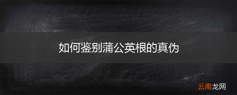 如何鉴别蒲公英根的真伪