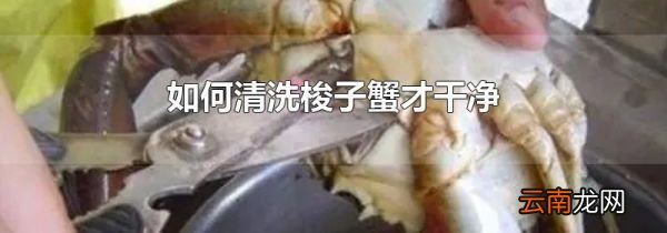 如何清洗梭子蟹才干净