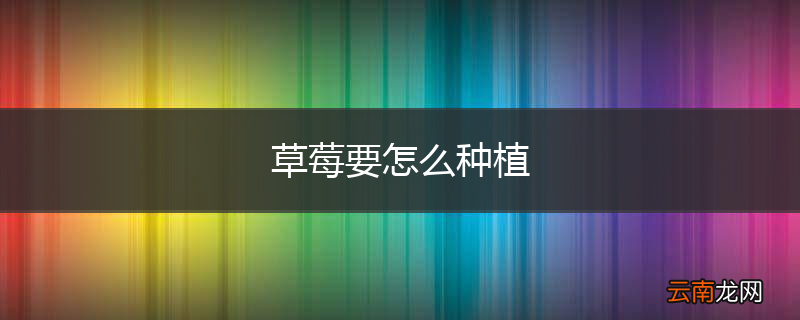 草莓要怎么种植