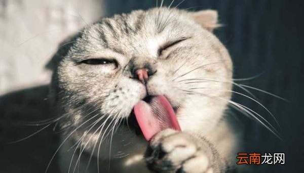 怎样描写小猫怎样描写小猫的嘴