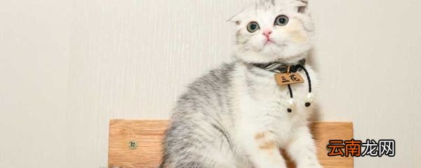 怎样描写小猫怎样描写小猫的嘴