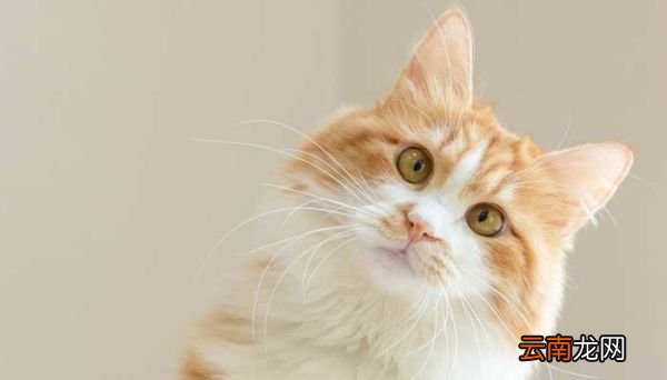 怎样描写小猫怎样描写小猫的嘴