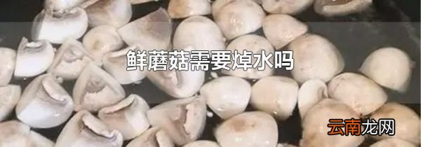 鲜蘑菇需要焯水吗