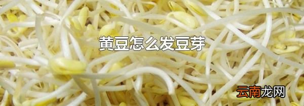 黄豆怎么发豆芽