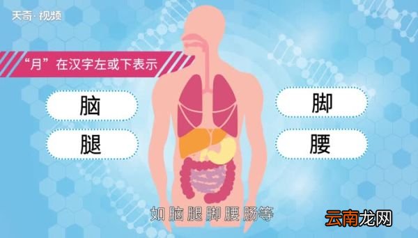 月字旁的字和什么有关 月字旁的字都和什么有关