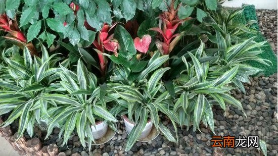 红米4X性能比怎么样？红米4X史上最全面体验评测