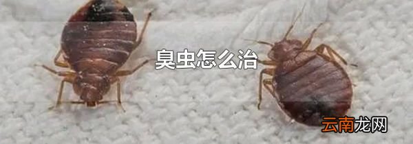 臭虫怎么治