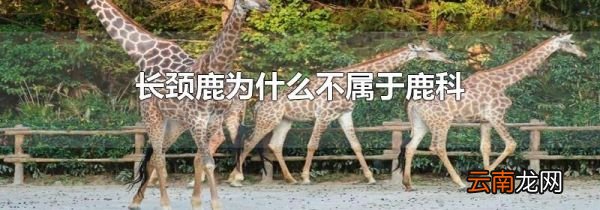 长颈鹿为什么不属于鹿科