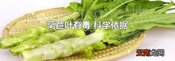 莴苣叶有毒 科学依据