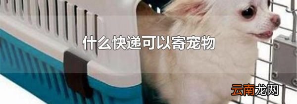 什么快递可以寄宠物