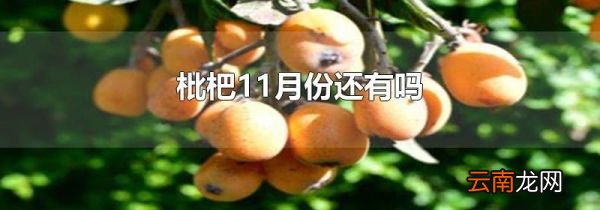 枇杷11月份还有吗