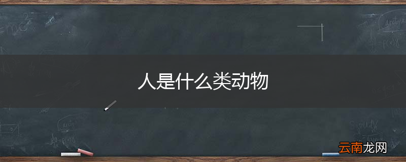 人是什么类动物