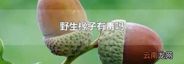 野生橡子有毒吗