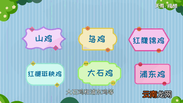 鸡有哪些品种 鸡的品种