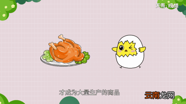 鸡有哪些品种 鸡的品种