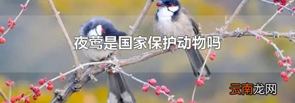 夜莺是国家保护动物吗