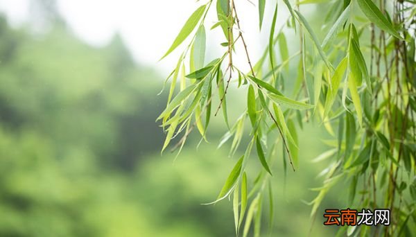柳树几月发芽 柳树发芽的时间
