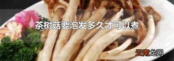 茶树菇要泡发多久才可以煮
