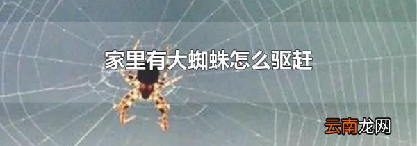 家里有大蜘蛛怎么驱赶