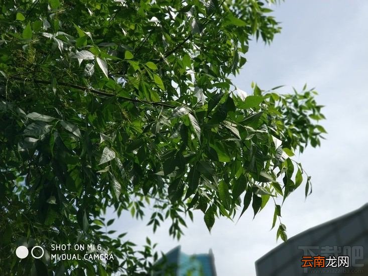 小米6拍照怎么样？小米6拍照体验